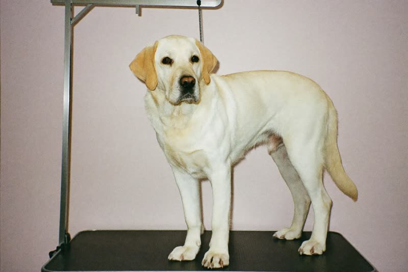 A labrador standing calmly on a grooming table