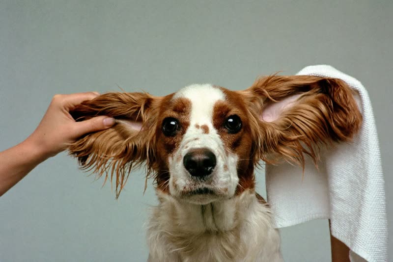 A spaniel's ears being dried by hand