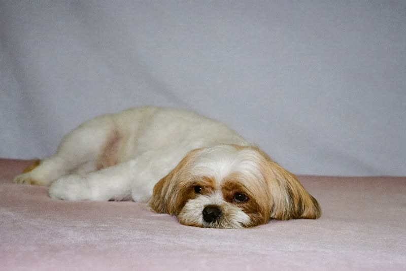 A freshly groomed shih tzu resting